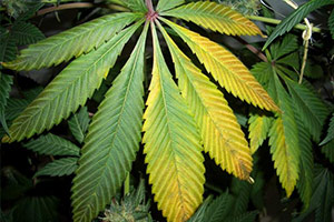 Cannabis foglie gialle Cannabis foglie gialle