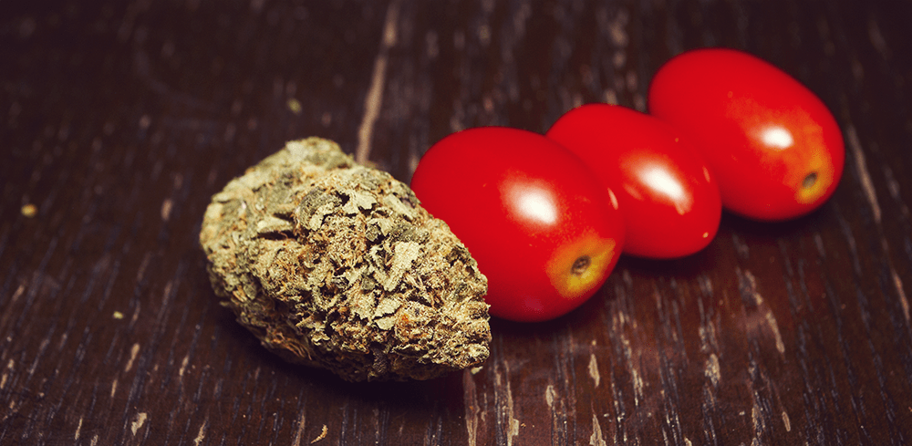 bloody mary bevanda cannabis tintura pomodoro saporito infuso erbaccia succo