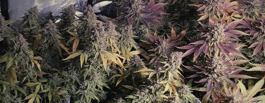 Blue Cheese Auto Blue Cheese Auto