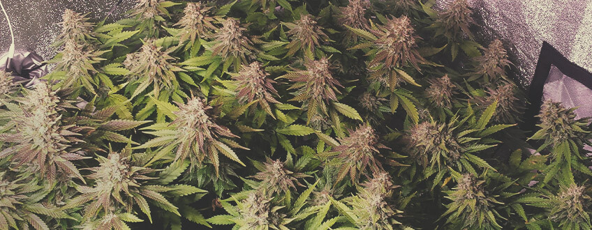 Blue Cheese Blue Cheese