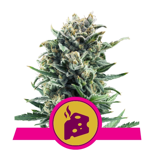 Blue Cheese Royal Queen Seeds Blue Cheese Royal Queen Seeds