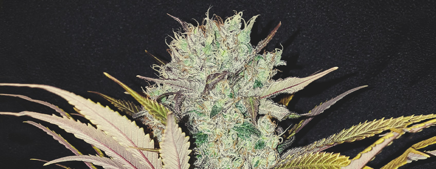 Blue Mystic Blue Mystic