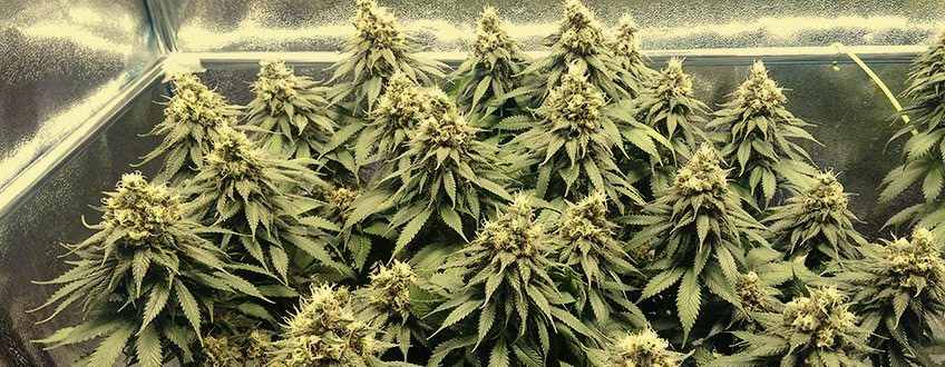 Blue Mystic Blue Mystic