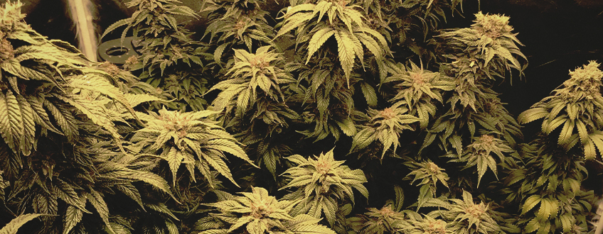 Blue Mystic Blue Mystic
