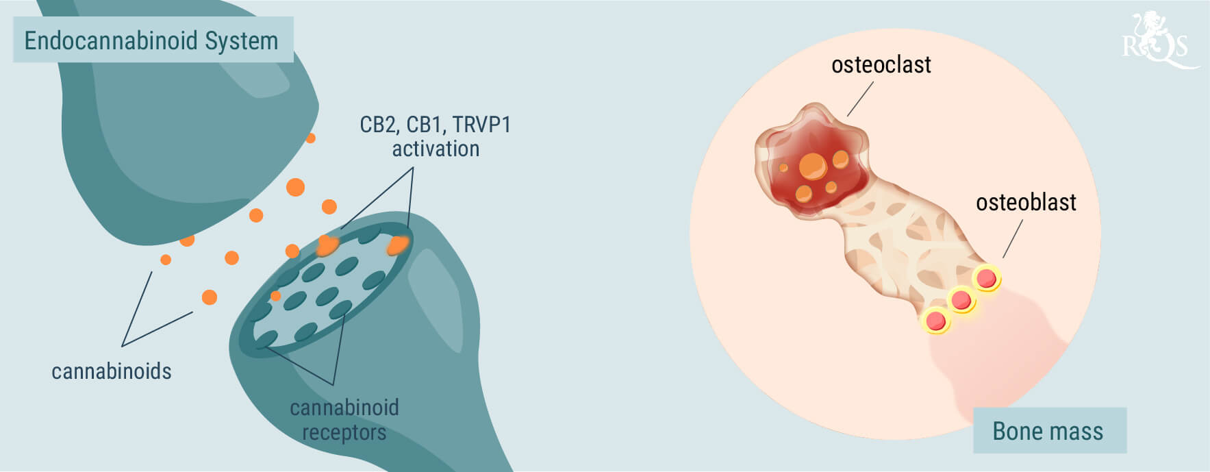 Il ruolo del sistema endocannabinoide nella salute delle ossa