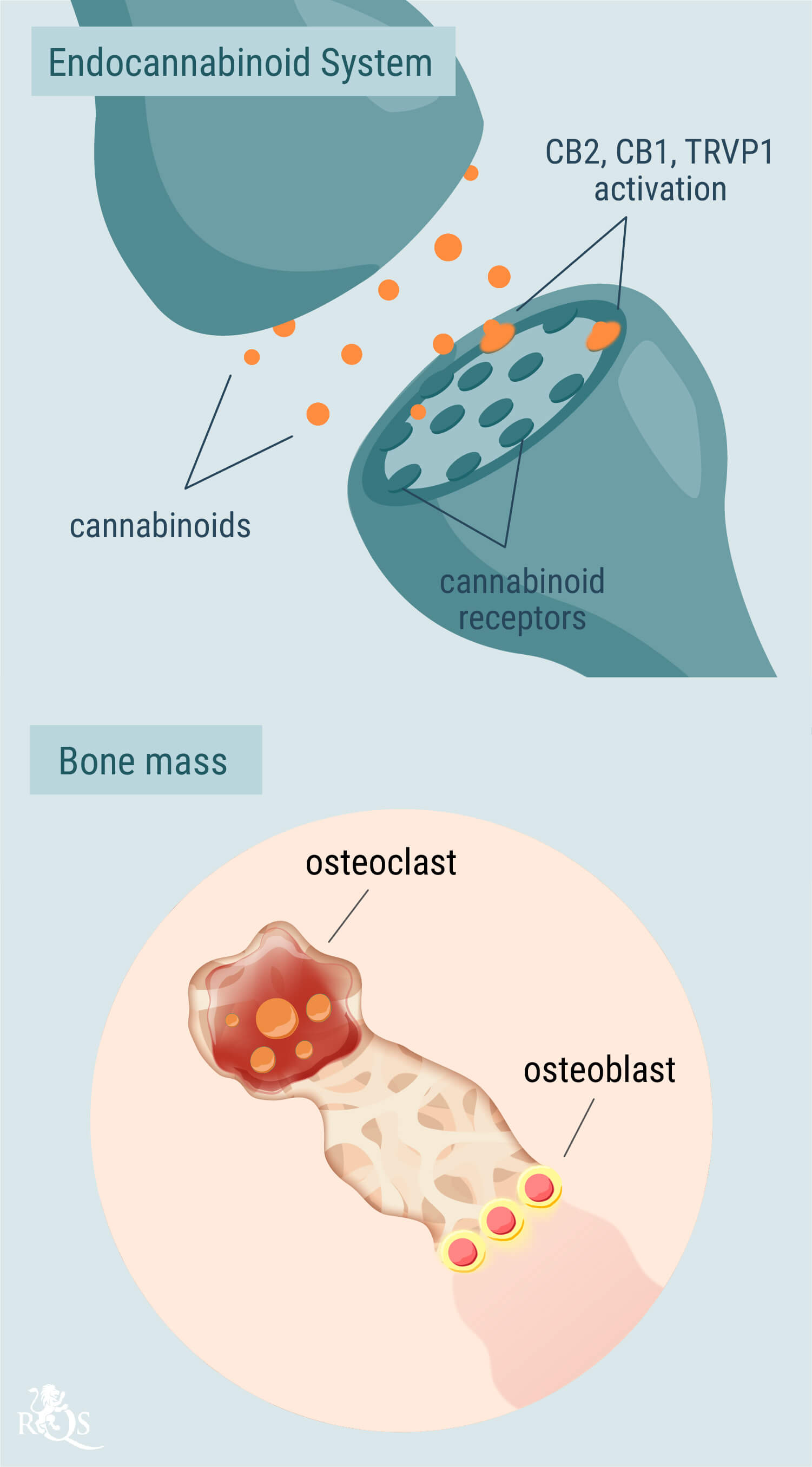 Il ruolo del sistema endocannabinoide nella salute delle ossa