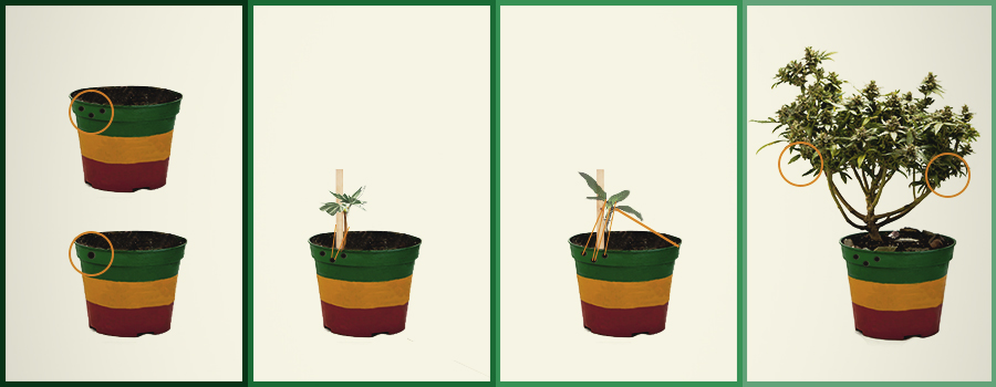 COME SI COLTIVA UNA PIANTA DI CANNABIS BONSAI? COME SI COLTIVA UNA PIANTA DI CANNABIS BONSAI?