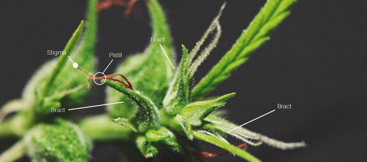 Cime di cannabis: Una lezione di anatomia