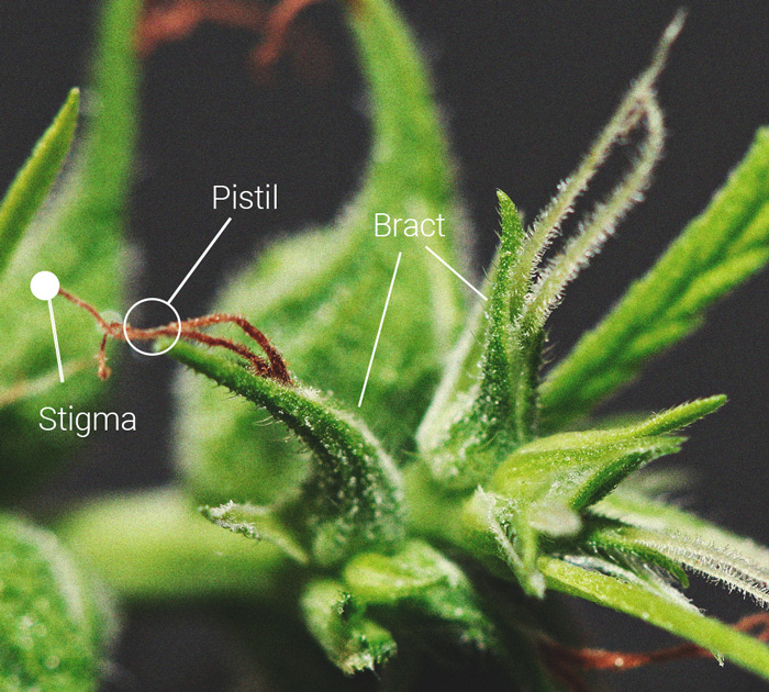Cime di cannabis: Una lezione di anatomia