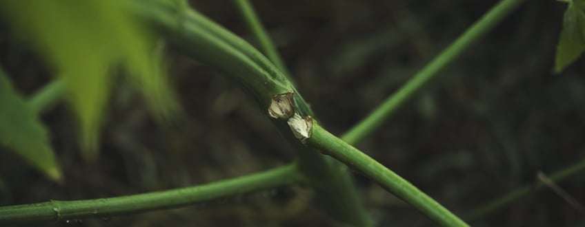 Sottoporre le piante a tecniche HST troppo tardi nella fioritura