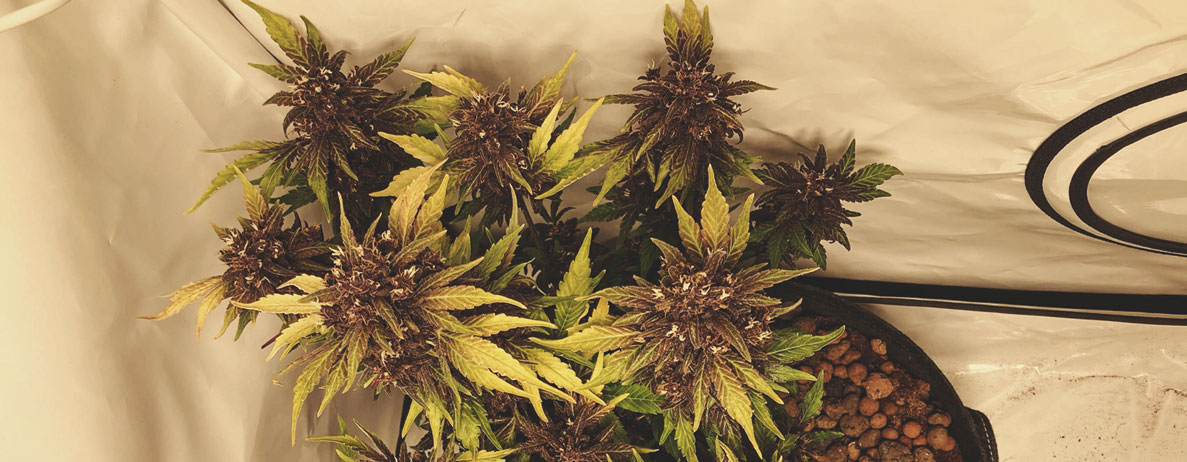 Quali colori della cannabis esistono? Quali colori della cannabis esistono?