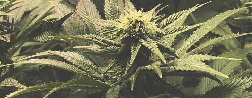 Bubble Kush Bubble Kush