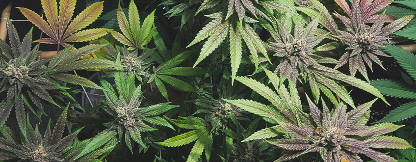 Bubble Kush Bubble Kush
