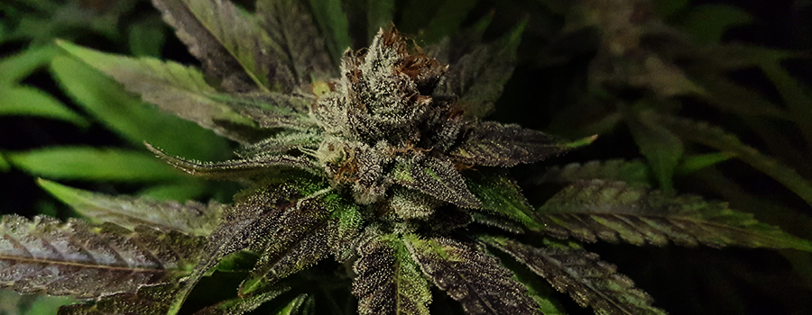 Bubble Kush Bubble Kush