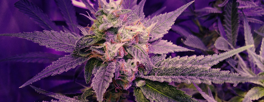 bubblegum xl bubblegum xl