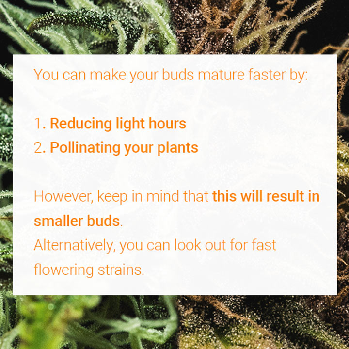 Buds Mature Faster