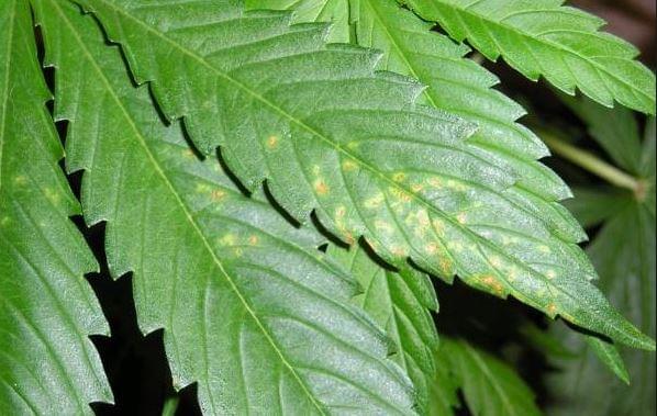 Calcio marijuana