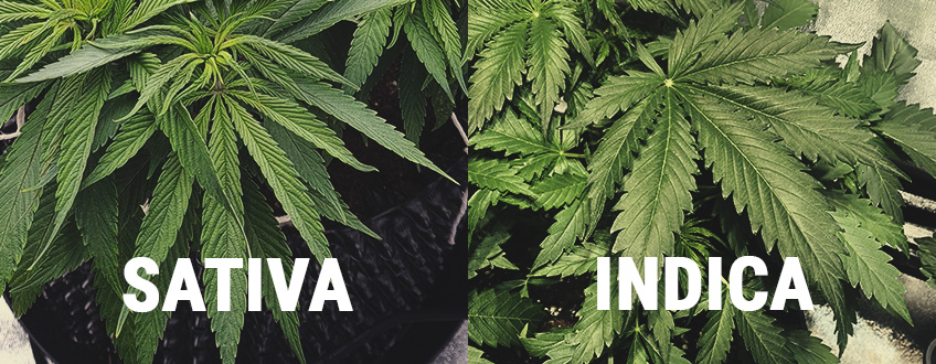 Sativa and Indica Cannabis Plants