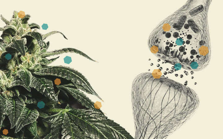 Interazione tra Cannabis e Chemioterapia