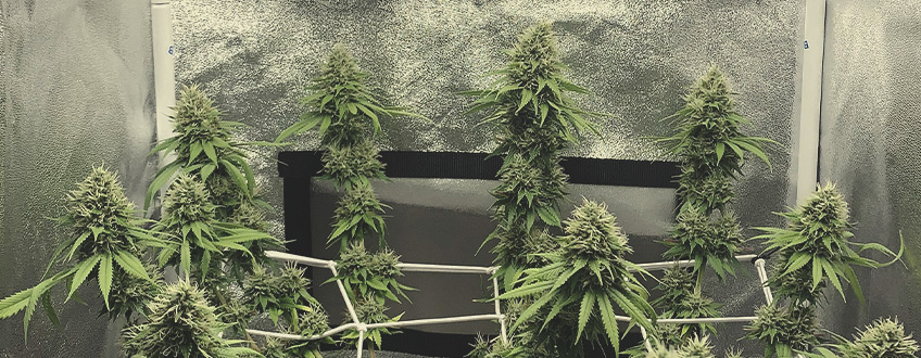 Candy Kush Express Candy Kush Express