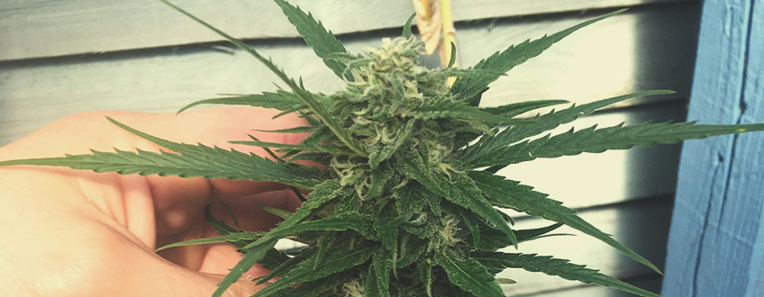 Candy Kush Candy Kush