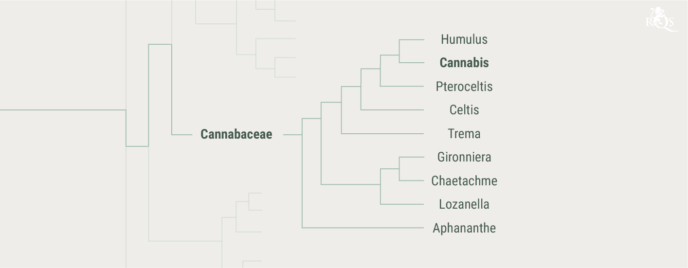 Storia della famiglia delle Cannabaceae