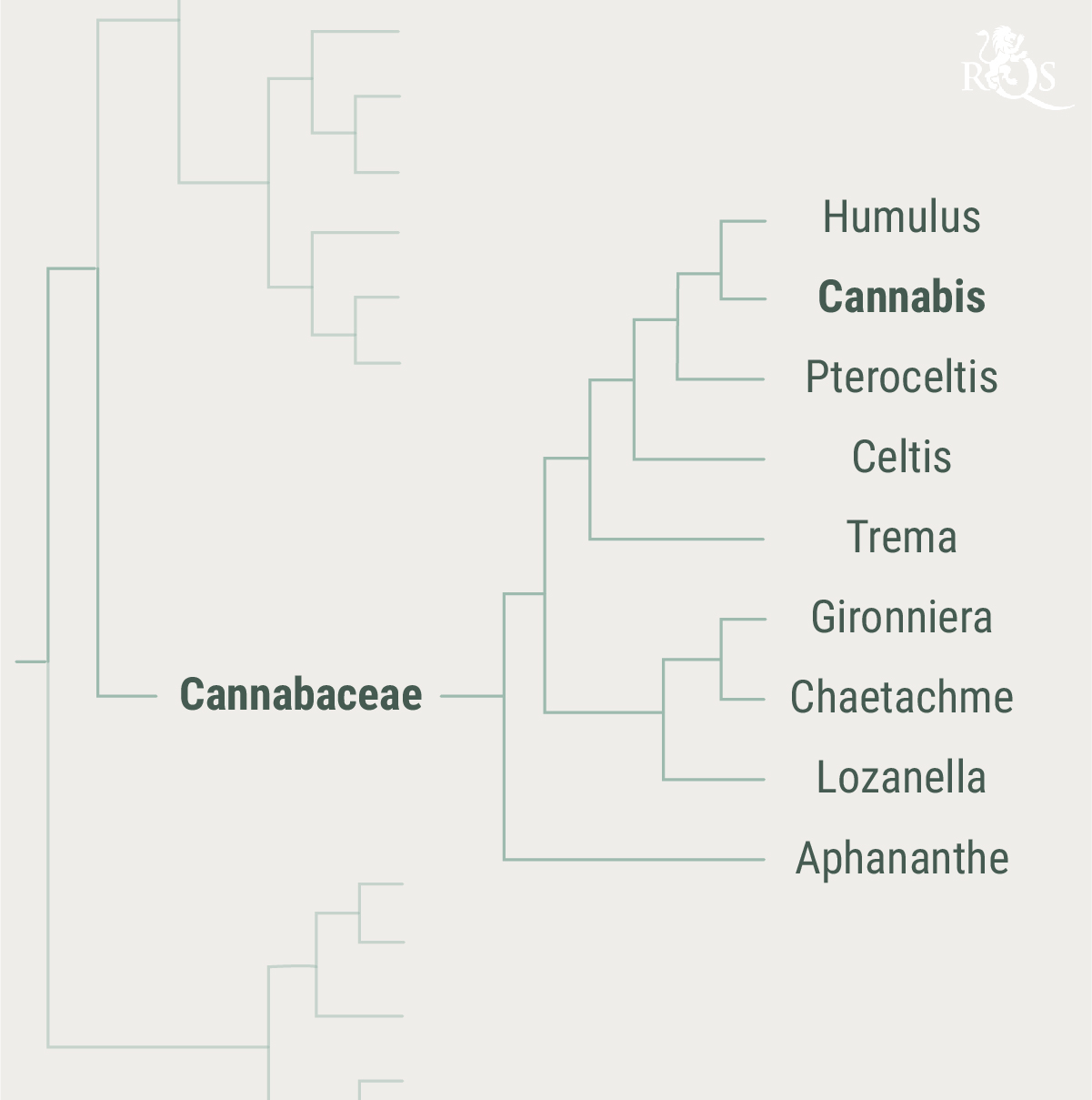 Storia della famiglia delle Cannabaceae