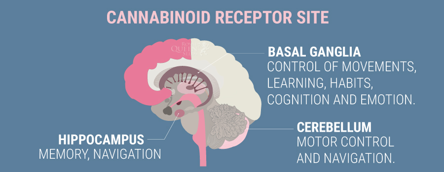 Cannabinoid Receptor Site Cannabinoid Receptor Site