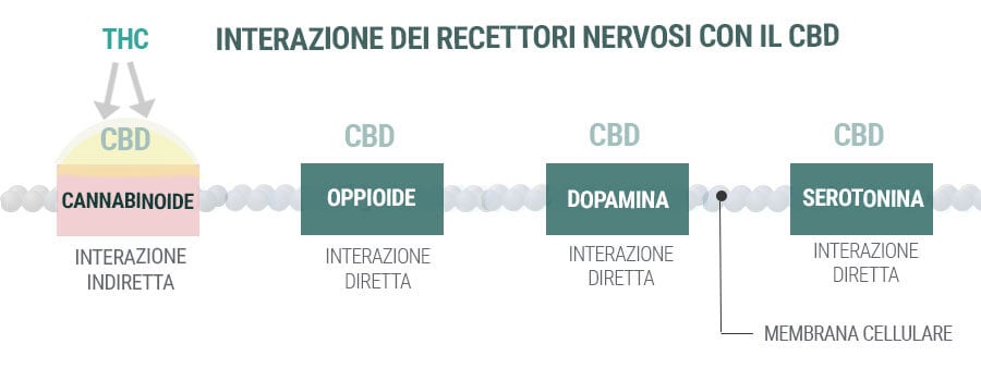 INTERAZIONE DEI RECETTORI 