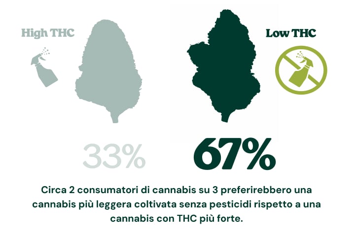 La maggior parte dei consumatori preferisce una cannabis più pulita Infografica che mostra come il 67% dei consumatori di cannabis sceglierebbe cannabis con meno THC coltivata senza pesticidi invece di cannabis più forte con un contenuto di THC più elevato, mentre il 33% sceglierebbe cannabis ad alto contenuto di THC.