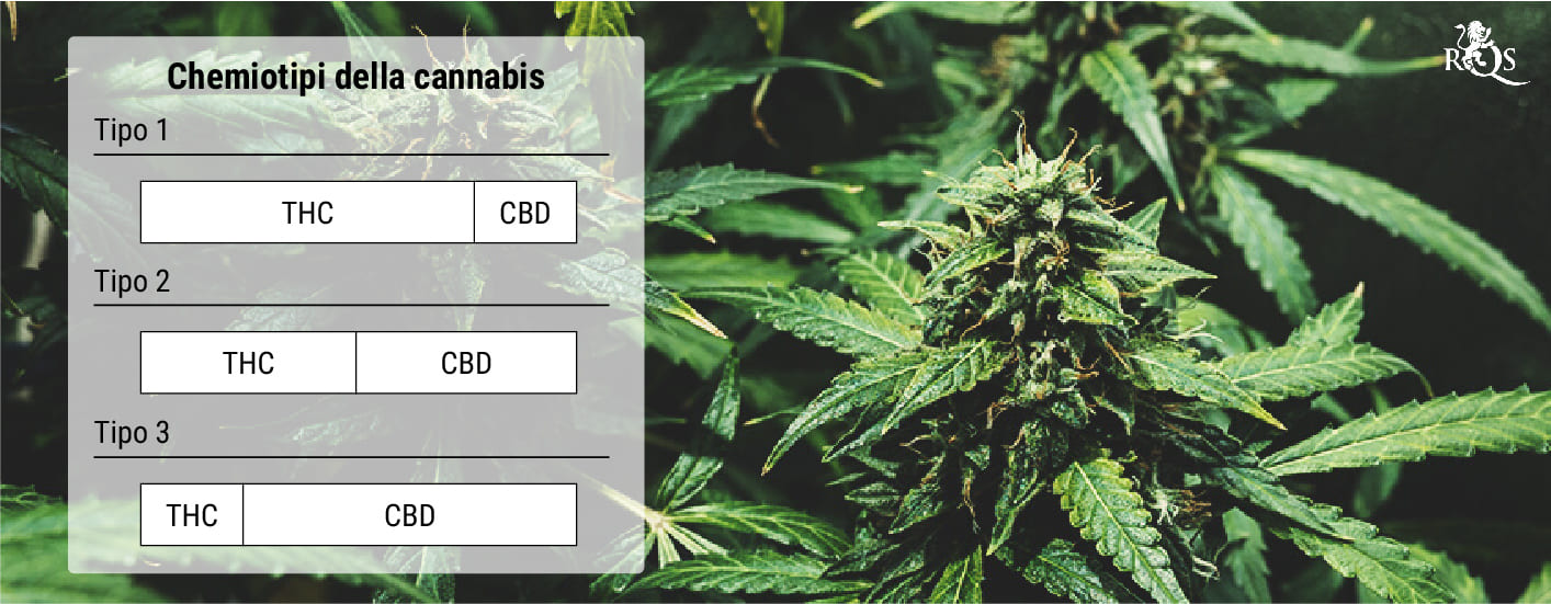 Cosa sono i chemiotipi della cannabis?