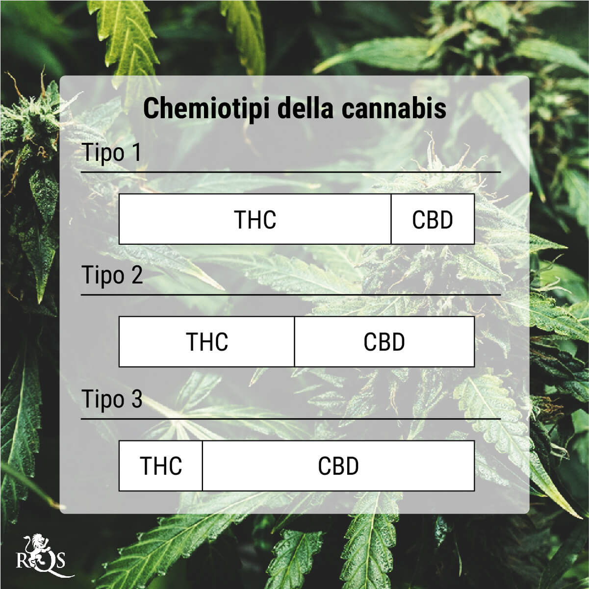 Cosa sono i chemiotipi della cannabis?
