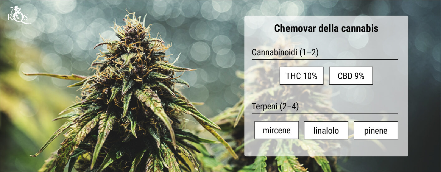 Chemovar della cannabis: Un mezzo di classificazione più accurato