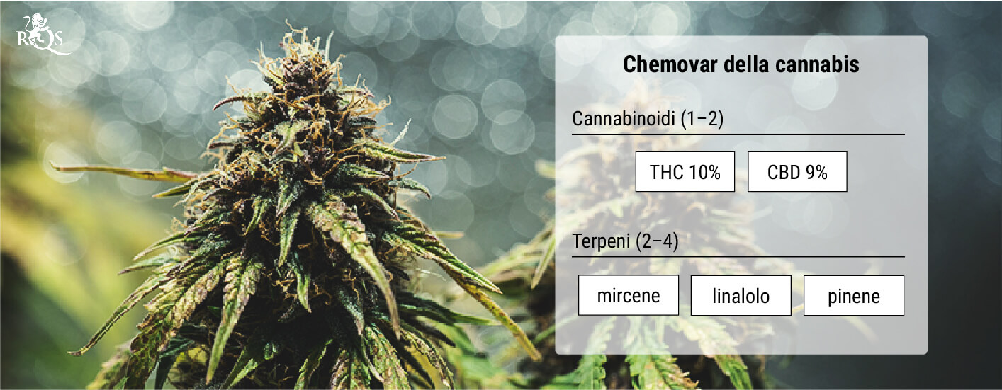 Chemovar della cannabis: Un mezzo di classificazione più accurato Chemovar della cannabis: Un mezzo di classificazione più accurato