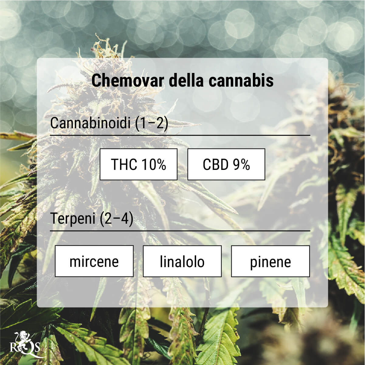 Chemovar della cannabis: Un mezzo di classificazione più accurato