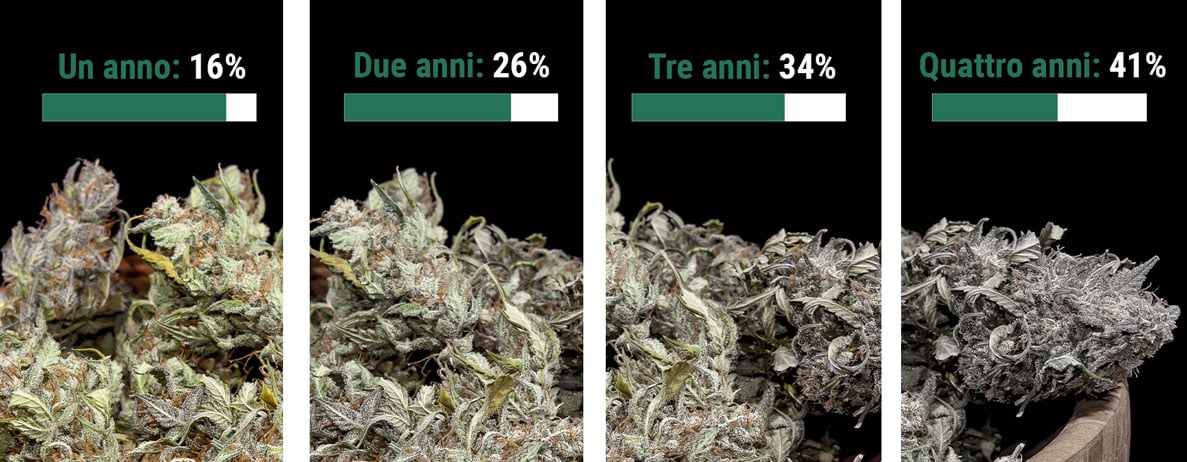 Per quanto tempo si conserva la marijuana?