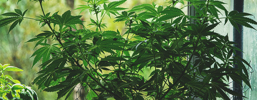 COME NASCONDERE LE PIANTE DI CANNABIS SUL BALCONE COME NASCONDERE LE PIANTE DI CANNABIS SUL BALCONE
