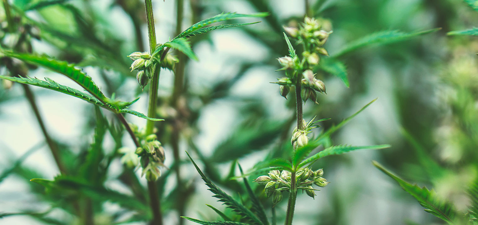 Medical cannabis seedsCome vengono ibridati i semi di marijuana terapeutica? Come vengono ibridati i semi di marijuana terapeutica?