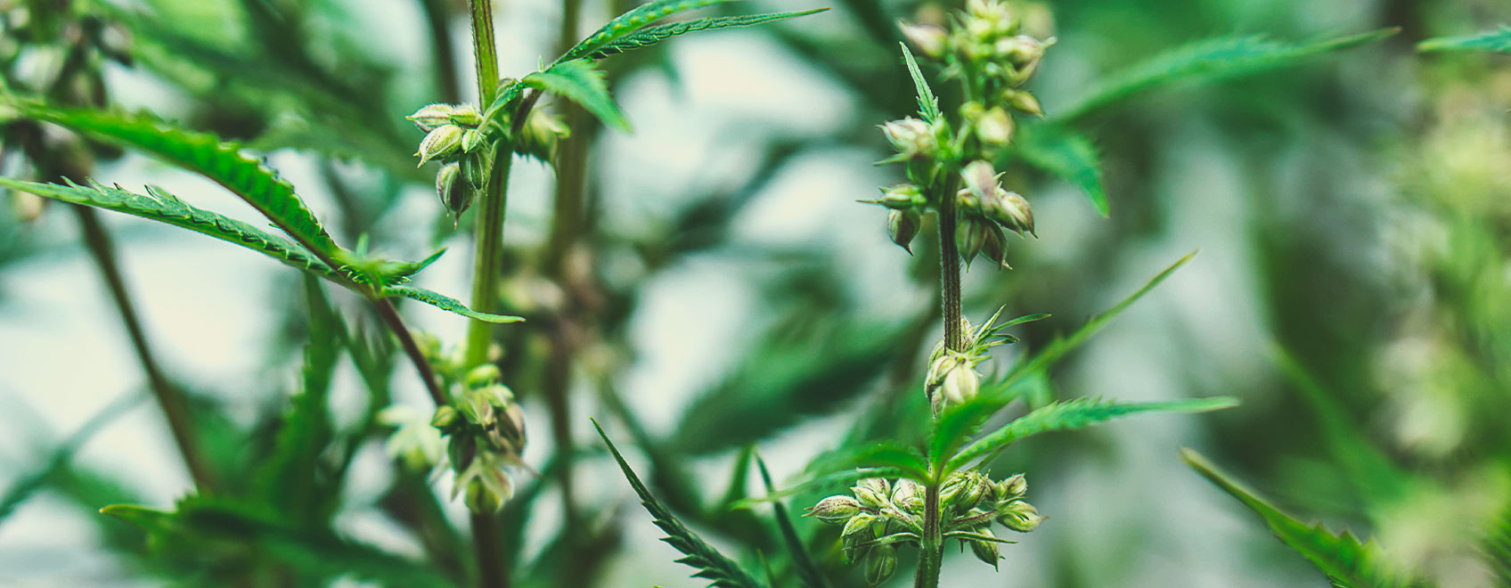 Medical cannabis seedsCome vengono ibridati i semi di marijuana terapeutica? Come vengono ibridati i semi di marijuana terapeutica?