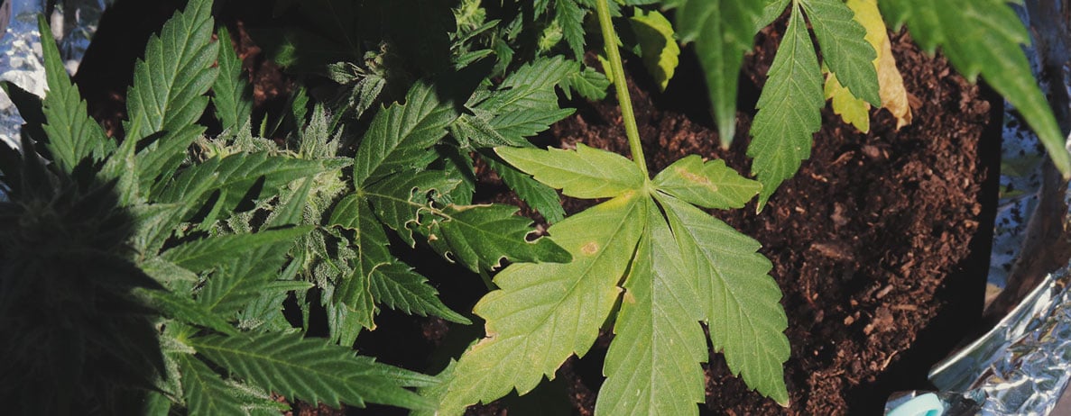 What Cannabis Leaves Can Tell You