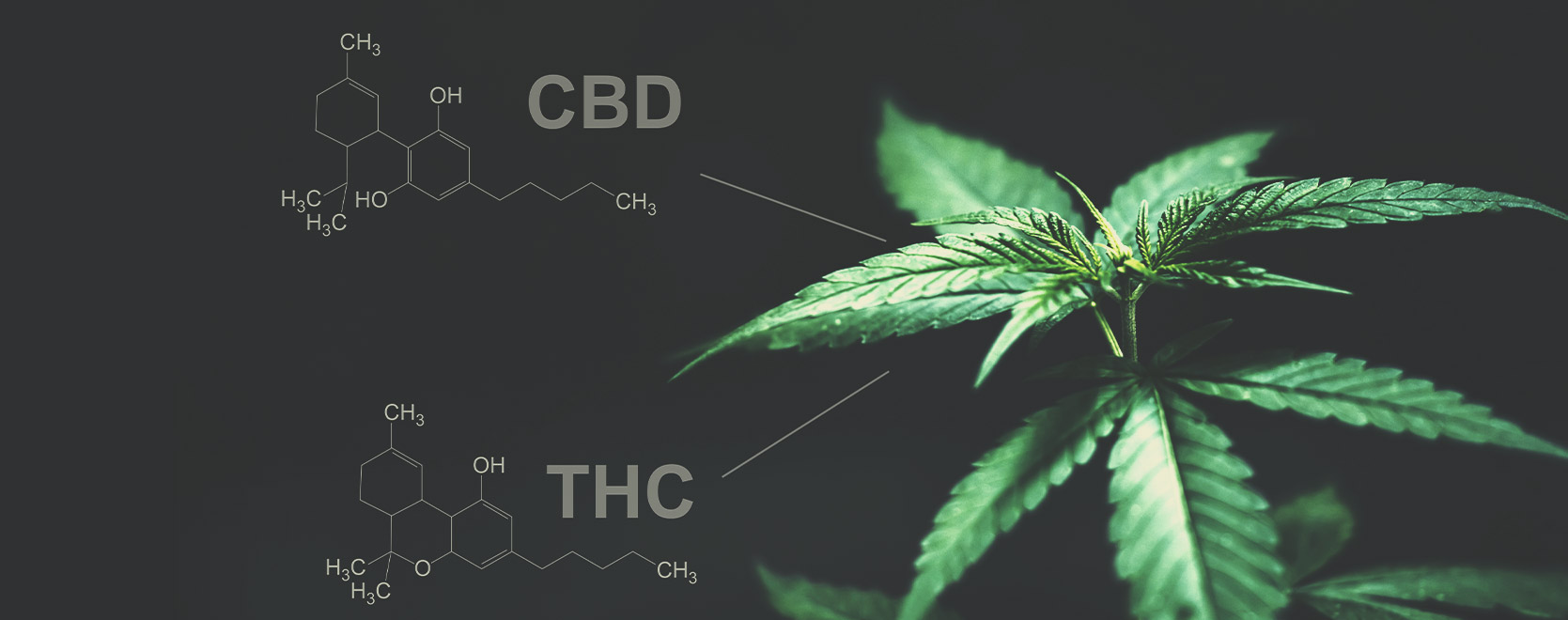 A tal proposito, c'è qualche differenza tra THC e CBD?