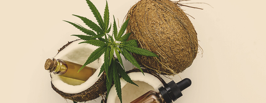 I vantaggi dell'olio di cocco infuso alla cannabis