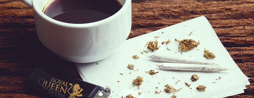 Semi del caffè WEED CANNABIS Royal Queen