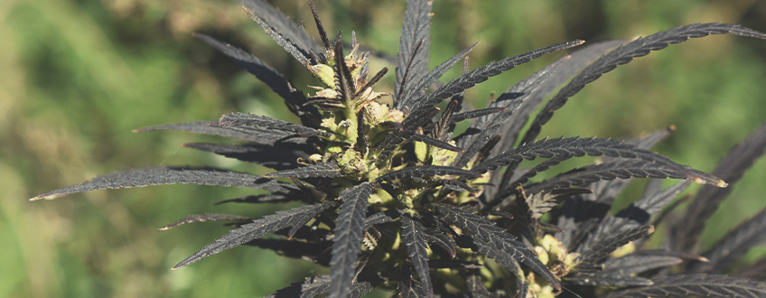 Che Effetto Hanno le Temperature Fredde sulle Piante di Cannabis in Fioritura? Che Effetto Hanno le Temperature Fredde sulle Piante di Cannabis in Fioritura?