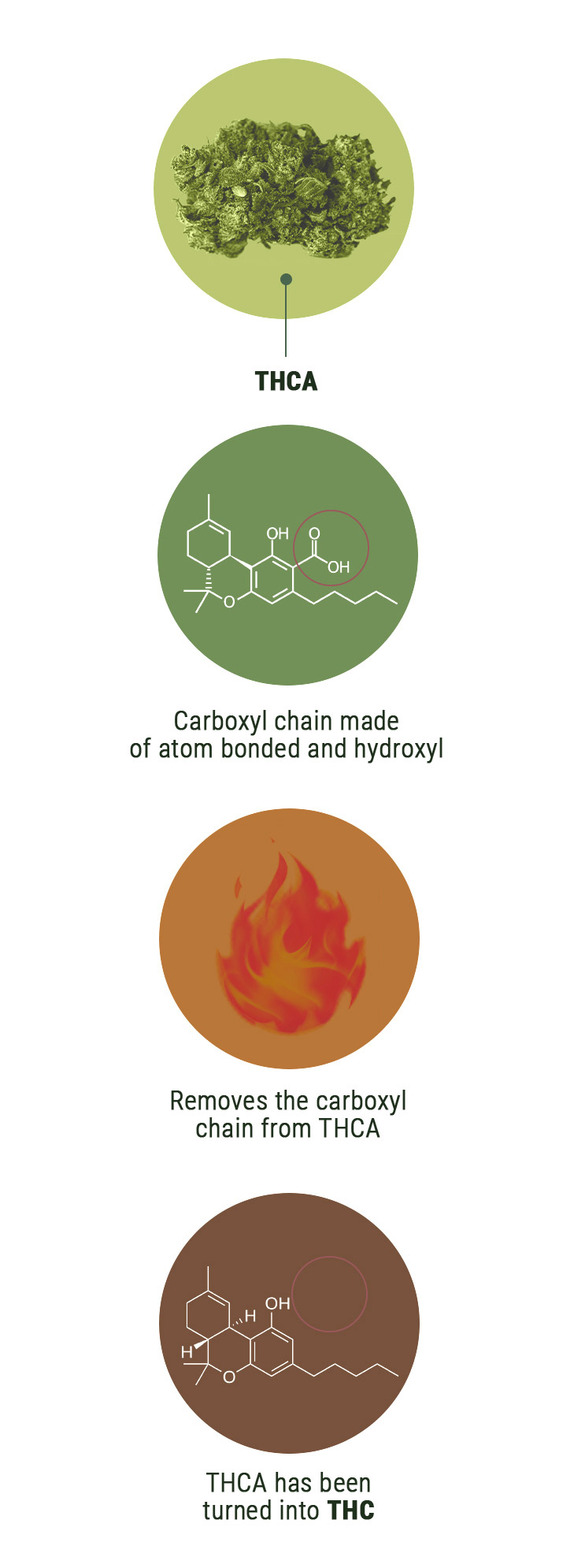 Qual È la Differenza tra THCV e THC? Qual È la Differenza tra THCV e THC?