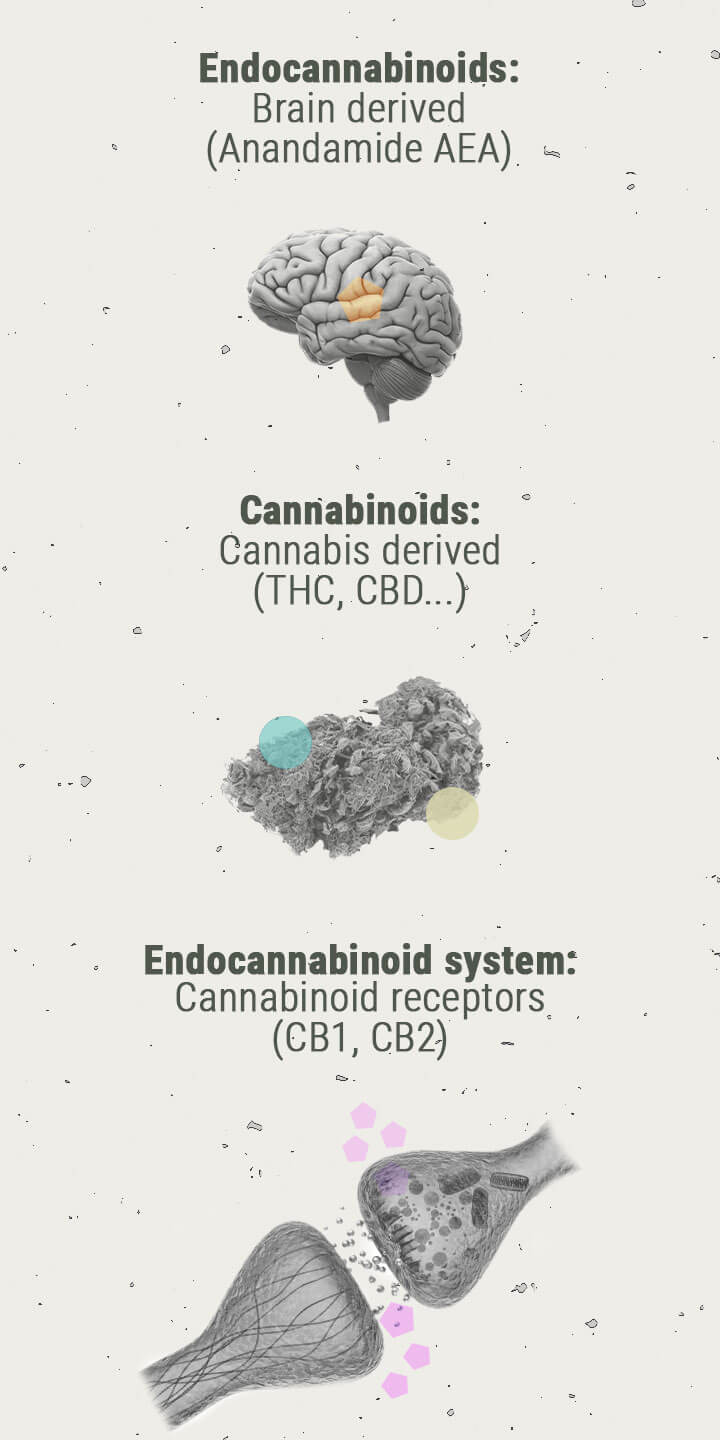 Lo Sballo Generato dalla Cannabis da un Punto di Vista Chimico Lo Sballo Generato dalla Cannabis da un Punto di Vista Chimico