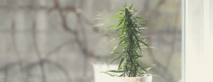 Scegliere il Posto Migliore per Coltivare le Piante di Cannabis
