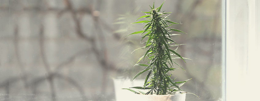 Scegliere il Posto Migliore per Coltivare le Piante di Cannabis Scegliere il Posto Migliore per Coltivare le Piante di Cannabis