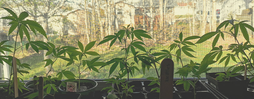 Come Coltivare Ganja su un Davanzale: Nozioni Base Come Coltivare Ganja su un Davanzale: Nozioni Base