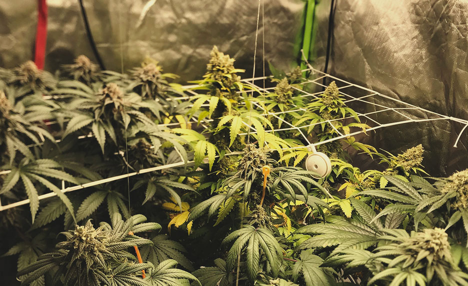 Si possono coltivare diverse varietà di cannabis nella stessa grow room?